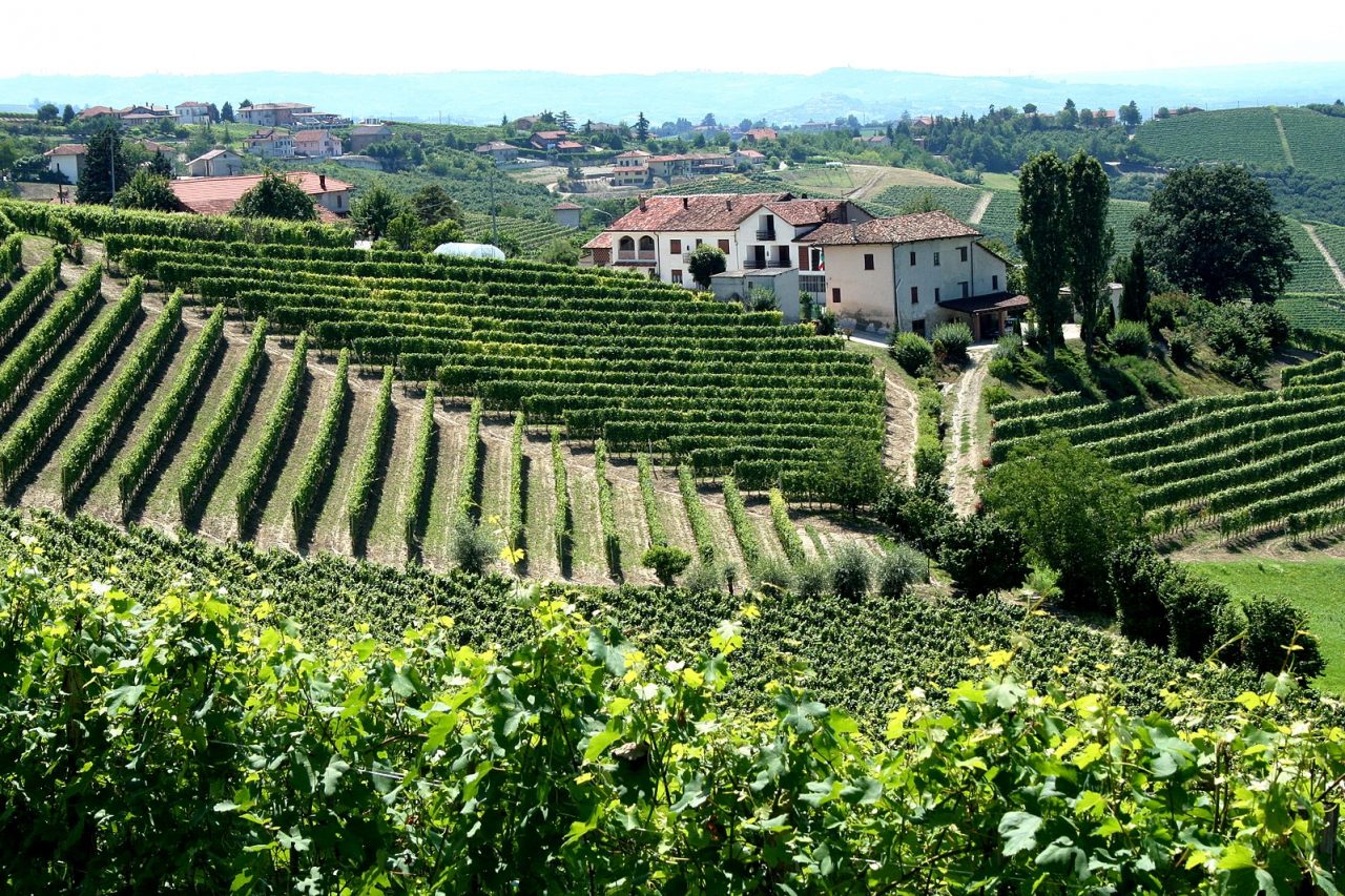 Vineyard in Piemonte